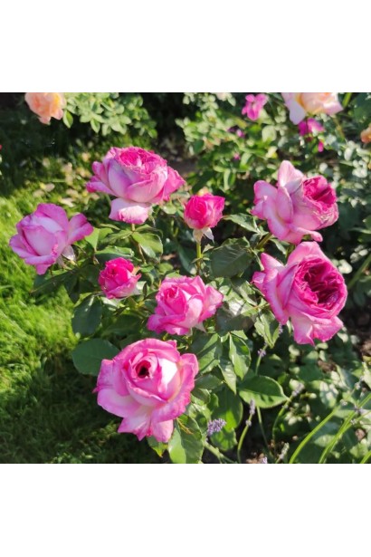 Чайно-гібридна троянда Тьєррі Маркс у саду